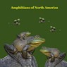 Amphibians of North America Kids Book - Kinsey Marie ; Billy Grinslott - 9781965098547