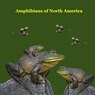 Amphibians of North America Kids Book: Great Children's Amphibians Book about Frogs, Toads, Salamanders, of North America - Kinsey Marie - 9781965098547