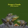 Frogs and Toads of North America Kids Book: Great Children's Book about the types of North American Frogs and Toads - Kinsey Marie - 9781965098608