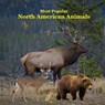 Most Popular North American Animals Kids Book: Children's book with Lifelike Pictures and Fun Facts about Animals - Kinsey Marie - 9781965098615