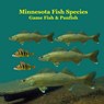 Minnesota Game Fish and Panfish Species Kids Book: Great Book About the Different Types of Fish in Minnesota - Kinsey Marie - 9781965098783