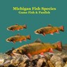 Michigan Game Fish and Panfish Species Kids Book: Great Book About the Different Types of Fish in Michigan - Kinsey Marie - 9781965098806