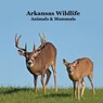 Arkansas Animals and Mammals Kids Wildlife Book: Excellent Wildlife Book about Animals and Mammals in Arkansas - Kinsey Marie - 9781968228019