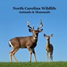 Marie, K: North Carolina Animals and Mammals Kids Wildlife B - Kinsey Marie ; Billy Grinslott - 9781968228439