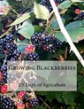 Growing Blackberries - Roger Chambers - 9781987510034