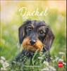 Dackel Postkartenkalender 2027 -  - 9783756415854