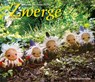 Zwerge - Johanna-Veronika Picht - 9783772523090