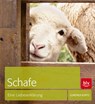 Schafe - Gunthild Kupitz - 9783835411395