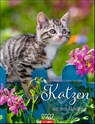 Katzen auf dem Lande Kalender 2027 -  - 9783839903698