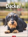 Dackel Kalender 2027 -  - 9783839903780
