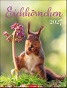 Eichhörnchen Kalender 2027 -  - 9783839903926