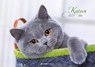 Katzen -  - 9783840783135
