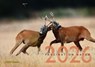 Faszination Natur Kalender 2026 -  - 9783897155190