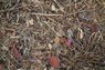 Steingesichter - Jean Willi - 9783906803340