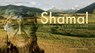 Shamal - Cambra Skadé - 9783939570547