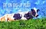 Dit un Dat up Platt - Ostfriesland Verlag - SKN Druck und Verlag GmbH & Co. KG - 9783944841762