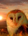 Fantasy Notizbuch: Eulenseele - weiße Seiten mit Eckmotiv - Samuriel Sternenfeuer - 9783945376492