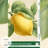 When Life Gives You Lemons - Reflections: 10 Everyday Short Stories vol. 001 - B1-B2 (+ Audio-CD) - Mabel Kemp - 9783991688747