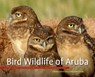 Bird Wildlife of Aruba - Gregory M. Peterson ; Annette H. Peterson-Bredie - 9789460223730