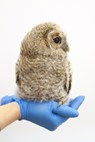 Vogels huilen niet - Anjes Gesink ; Andre de Baerdemaeker ; Ernest van der Kwast ; Kees Moeliker - 9789462260627