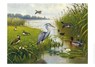 Schoolplaat Water- en Weidevogels -  - 9789492033291