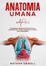 Anatomia Umana: Un manuale pratico e intuitivo alla scoperta del corpo umano e di tutte le sue componenti - Nathan Orwell - 9798223158615