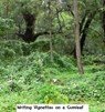 Writing Vignettes on a Gumleaf - Dianthe Bells - 9798227885180