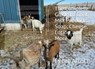 The Complete Guide to Goat Milk Products: Soap, Cheese, Lotion, and More - Peter Alcott - 9798230298892