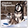 Alaskan Malamutes 2026 Square Flap Calendar -  - 9798330702053