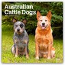 Australian Cattle Dogs 2026 Square Flap Calendar -  - 9798330702190