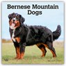 Bernese Mountain Dogs 2026 Square Flap Calendar -  - 9798330702398