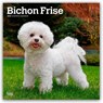 Bichon Frise 2026 Square Flap Calendar -  - 9798330702411