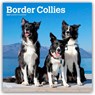 Border Collies 2026 Square Flap Calendar -  - 9798330702565