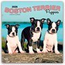 Boston Terrier Puppies 2026 Square Flap Calendar -  - 9798330702596