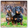 Dachshunds 2026 Square Flap Foil Calendar -  - 9798330703128