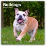 Bulldogs 2026 Square Flap Calendar -  - 9798330703210
