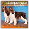English Springer Spaniels 2026 Square Flap Calendar -  - 9798330703227