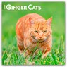 Ginger Cats 2026 Square Flap Calendar -  - 9798330703425