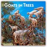 Goats in Trees 2026 Square Flap Calendar -  - 9798330703449