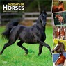 Horses, 365 Days of, 2026 Square Flap Calendar -  - 9798330703760