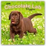 Labrador Retriever Puppies, Chocolate 2026 Square Flap Calendar -  - 9798330704200