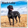 Labrador Retrievers, Black 2026 Square Flap Calendar -  - 9798330704248