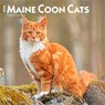 Maine Coon Cats - Maine Coon Katzen 2026 - 16-Monatskalender -  - 9798330704460