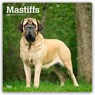 Mastiffs 2026 Square Flap Calendar -  - 9798330704538
