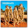 Meerkats 2026 Square Flap Calendar -  - 9798330704545