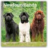 Newfoundlands 2026 Square Flap Calendar -  - 9798330704903