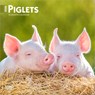Piglets 2026 7 X 14 Inch (Hanging) Monthly Mini Wall Calendar -  - 9798330705122