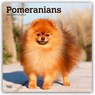 Pomeranians 2026 Square Flap Calendar -  - 9798330705153