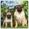 Pugs 2026 Square Flap Calendar -  - 9798330705238
