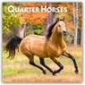 Quarter Horses 2026 Square Flap Calendar -  - 9798330705290
